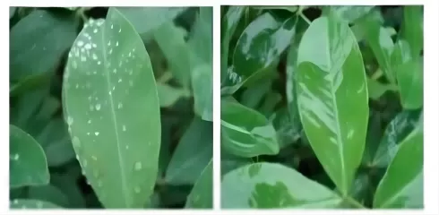 谈论多聚体修饰的七甲基三硅氧烷（HC-ym9362）：结构特征，合成过程和创新应用